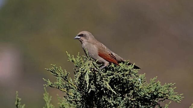Avistaje de Aves,destino las sierras